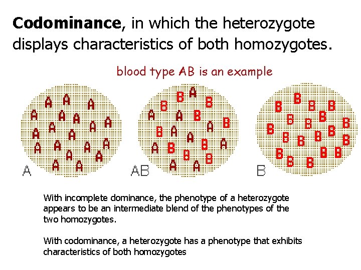 Codominance, in which the heterozygote displays characteristics of both homozygotes. blood type AB is