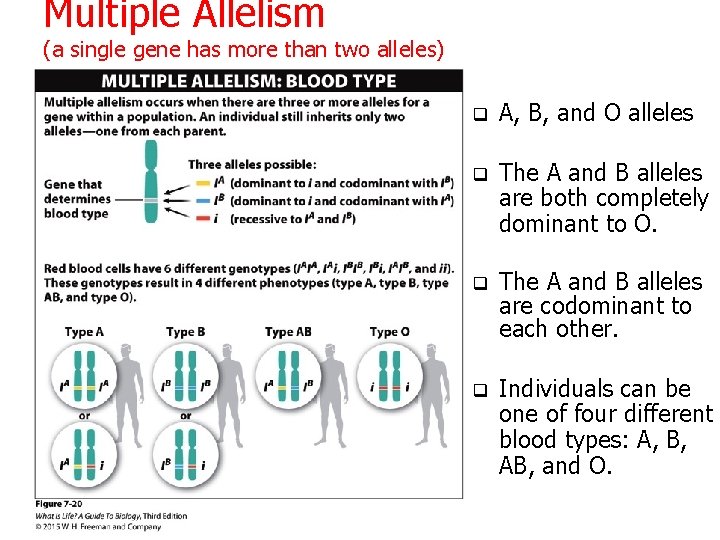 Multiple Allelism (a single gene has more than two alleles) q A, B, and