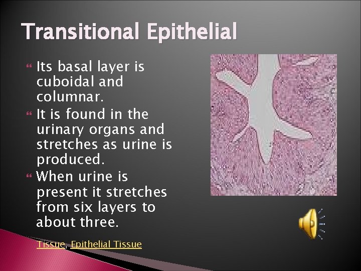 Transitional Epithelial Its basal layer is cuboidal and columnar. It is found in the