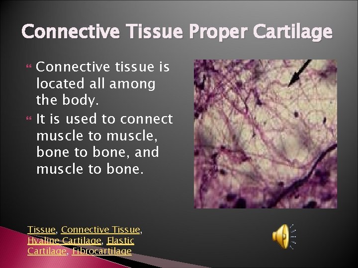 Connective Tissue Proper Cartilage Connective tissue is located all among the body. It is