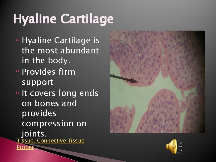 Hyaline Cartilage Hyaline Cartilage is the most abundant in the body. Provides firm support