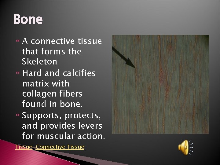 Bone A connective tissue that forms the Skeleton Hard and calcifies matrix with collagen