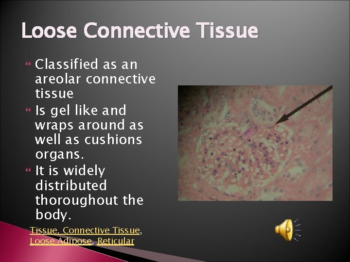 Loose Connective Tissue Classified as an areolar connective tissue Is gel like and wraps