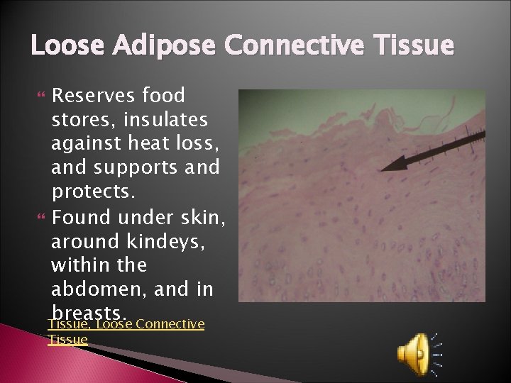 Loose Adipose Connective Tissue Reserves food stores, insulates against heat loss, and supports and