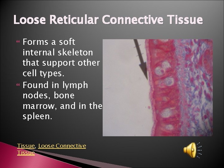 Loose Reticular Connective Tissue Forms a soft internal skeleton that support other cell types.