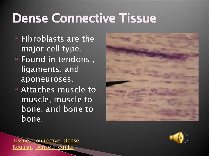 Dense Connective Tissue Fibroblasts are the major cell type. Found in tendons , ligaments,