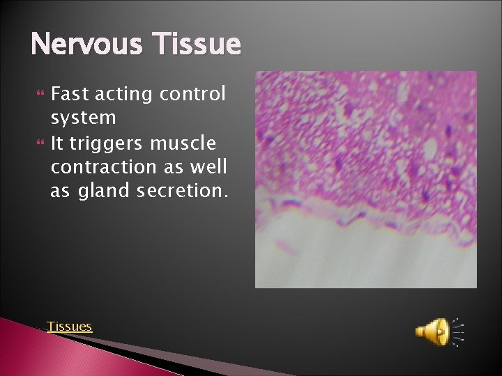 Nervous Tissue Fast acting control system It triggers muscle contraction as well as gland