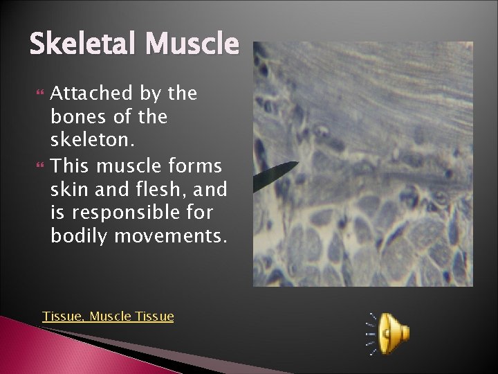 Skeletal Muscle Attached by the bones of the skeleton. This muscle forms skin and