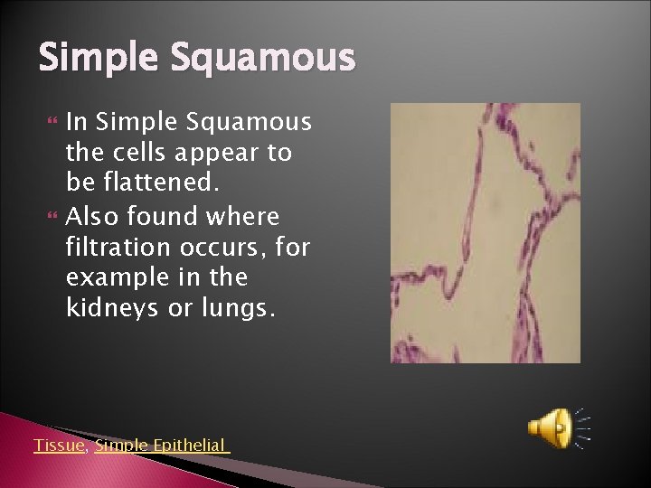 Simple Squamous In Simple Squamous the cells appear to be flattened. Also found where