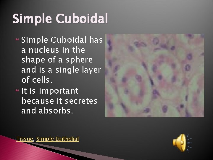 Simple Cuboidal has a nucleus in the shape of a sphere and is a