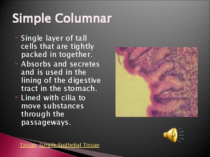 Simple Columnar Single layer of tall cells that are tightly packed in together. Absorbs