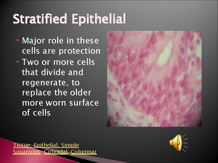 Stratified Epithelial Major role in these cells are protection Two or more cells that