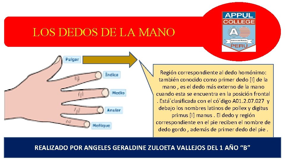 LOS DEDOS DE LA MANO Región correspondiente al dedo homónimo: también conocido como primer