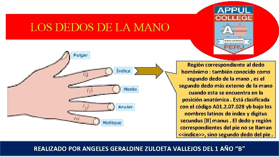 LOS DEDOS DE LA MANO Región correspondiente al dedo homónimo : también conocido como