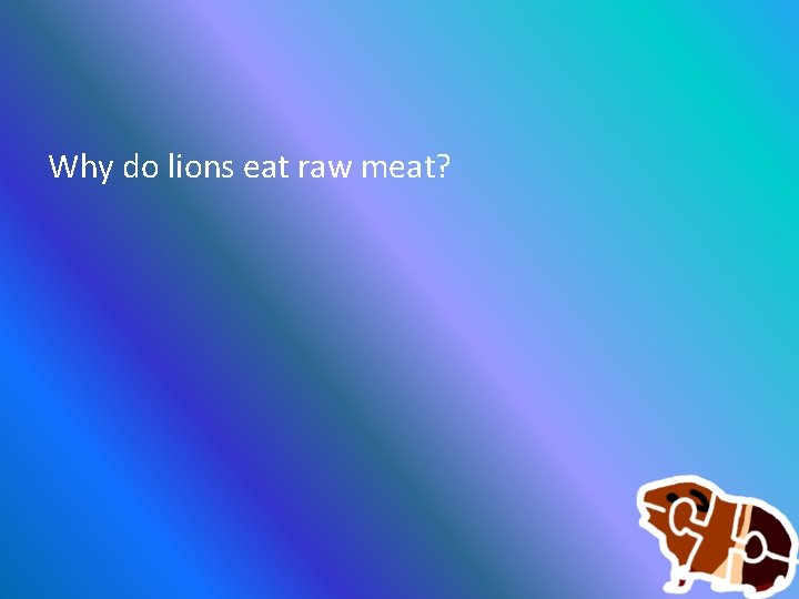 Why do lions eat raw meat? 