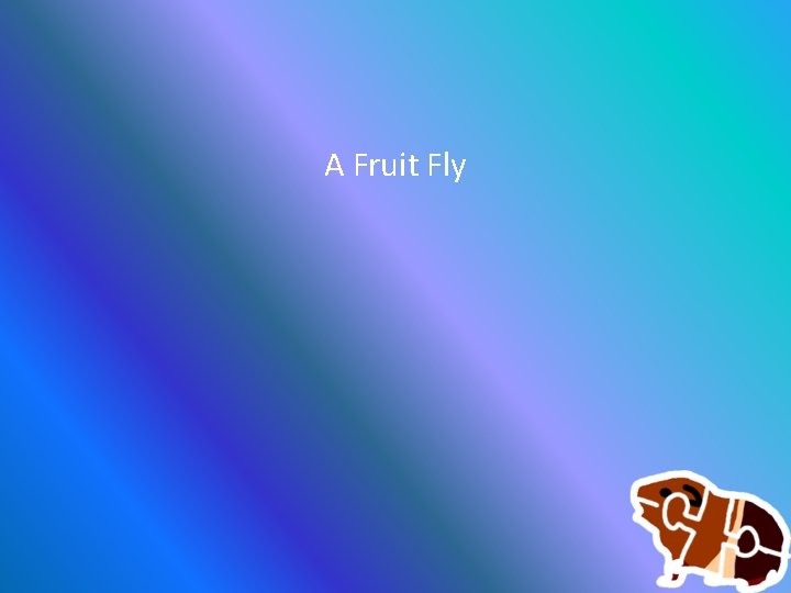 A Fruit Fly 