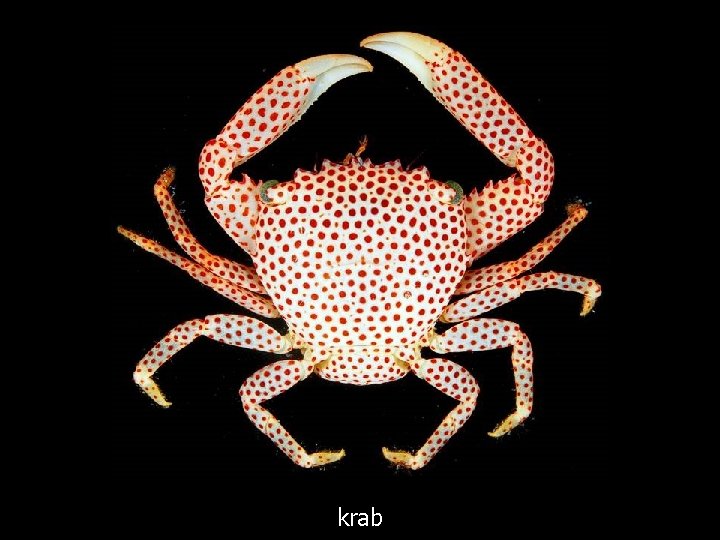 krab 