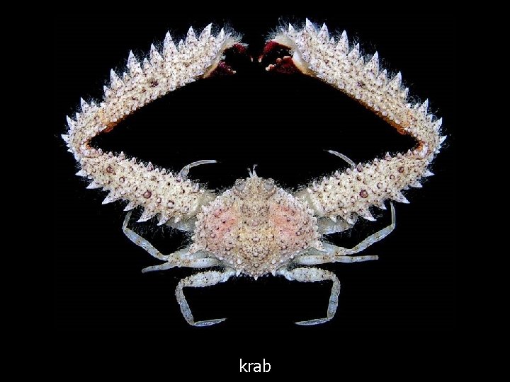 krab 