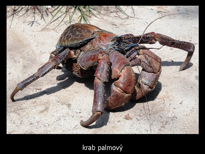 krab palmový 