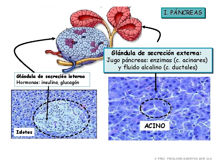 I. PÁNCREAS Glándula de secreción externa: Jugo páncreas: enzimas (c. acinares) y fluido alcalino