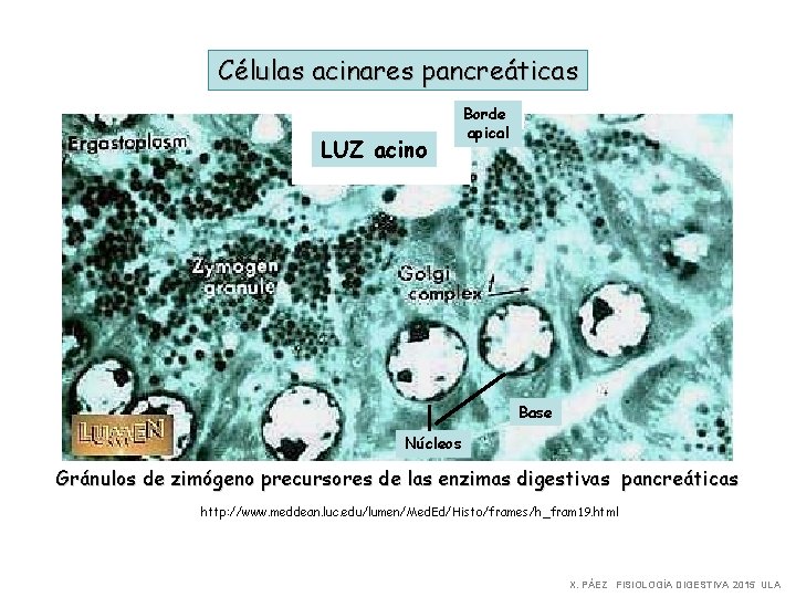 Células acinares pancreáticas LUZ acino Borde apical Base Núcleos Gránulos de zimógeno precursores de