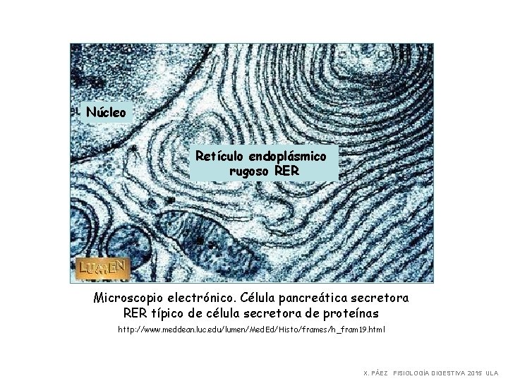 Núcleo Retículo endoplásmico rugoso RER Microscopio electrónico. Célula pancreática secretora RER típico de célula