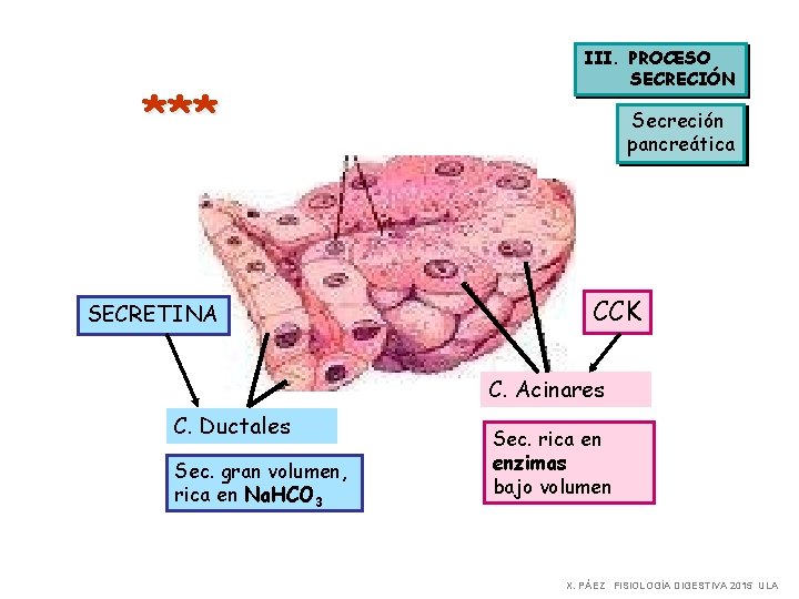 *** SECRETINA III. PROCESO SECRECIÓN Secreción pancreática CCK C. Acinares C. Ductales Sec. gran