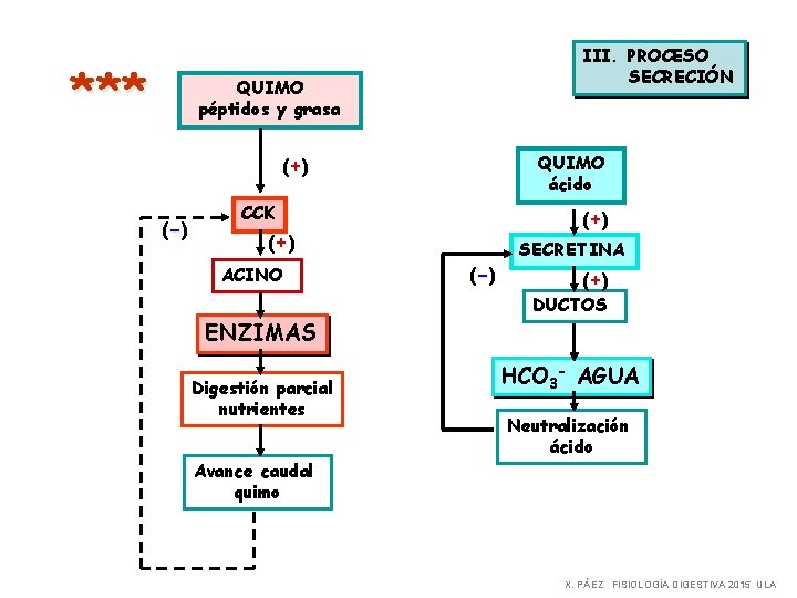 *** III. PROCESO SECRECIÓN QUIMO péptidos y grasa (+ ) (- ) QUIMO ácido