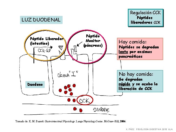 Regulación CCK Péptidos liberadores CCK LUZ DUODENAL Péptido Liberador (intestino) Péptido Monitor (páncreas) Hay