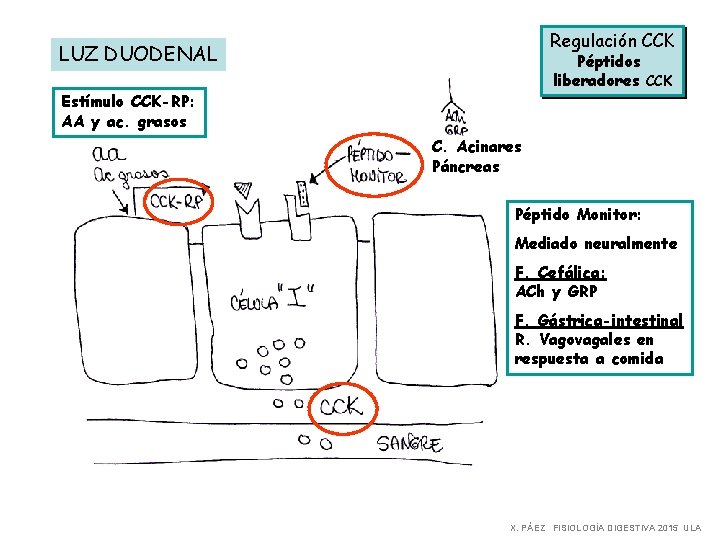 Regulación CCK LUZ DUODENAL Péptidos liberadores CCK Estímulo CCK-RP: AA y ac. grasos C.