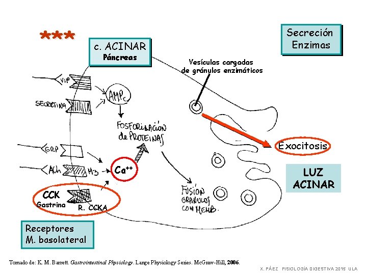 *** Secreción Enzimas c. ACINAR Páncreas Vesículas cargadas de gránulos enzimáticos Exocitosis Ca++ CCK