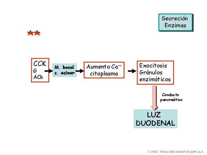 Secreción Enzimas ** CCK G ACh M. basal c. acinar Aumento Ca++ citoplasma Exocitosis