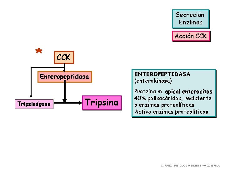 Secreción Enzimas Acción CCK * CCK Enteropeptidasa Tripsinógeno Tripsina ENTEROPEPTIDASA (enterokinasa) Proteína m. apical
