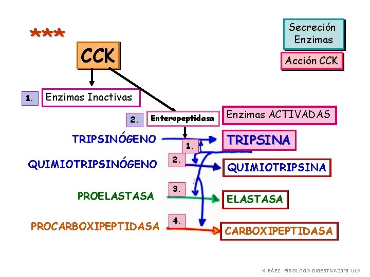 *** 1. Secreción Enzimas CCK Acción CCK Enzimas Inactivas 2. Enteropeptidasa TRIPSINÓGENO QUIMIOTRIPSINÓGENO PROELASTASA