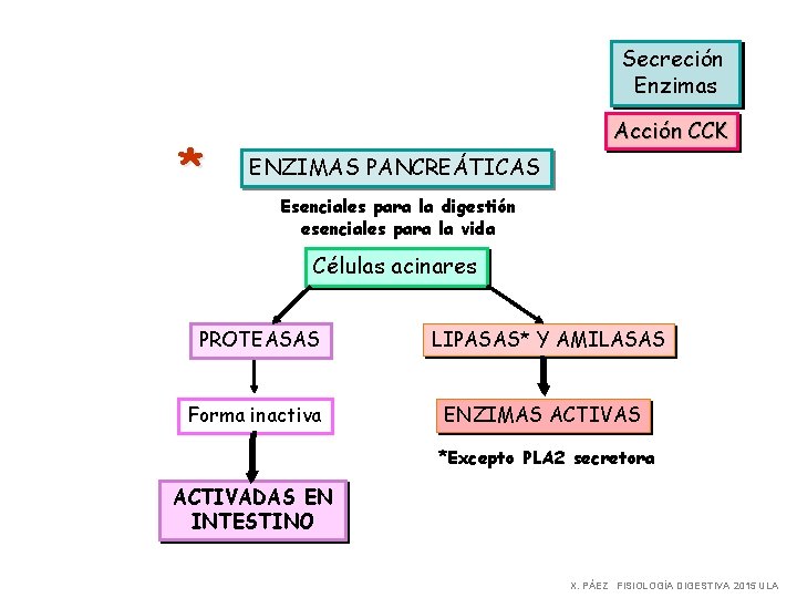 Secreción Enzimas * Acción CCK ENZIMAS PANCREÁTICAS Esenciales para la digestión esenciales para la