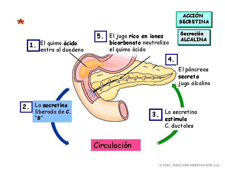 ACCIÓN SECRETINA * 1. El quimo ácido entra al duodeno 5. El jugo rico