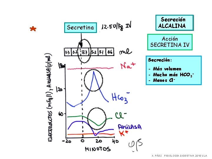 * Secretina Secreción ALCALINA Acción SECRETINA IV Secreción: - Más volumen - Mucho más