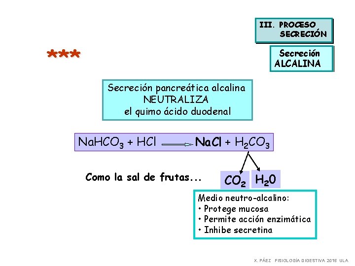 III. PROCESO SECRECIÓN *** Secreción ALCALINA Secreción pancreática alcalina NEUTRALIZA el quimo ácido duodenal