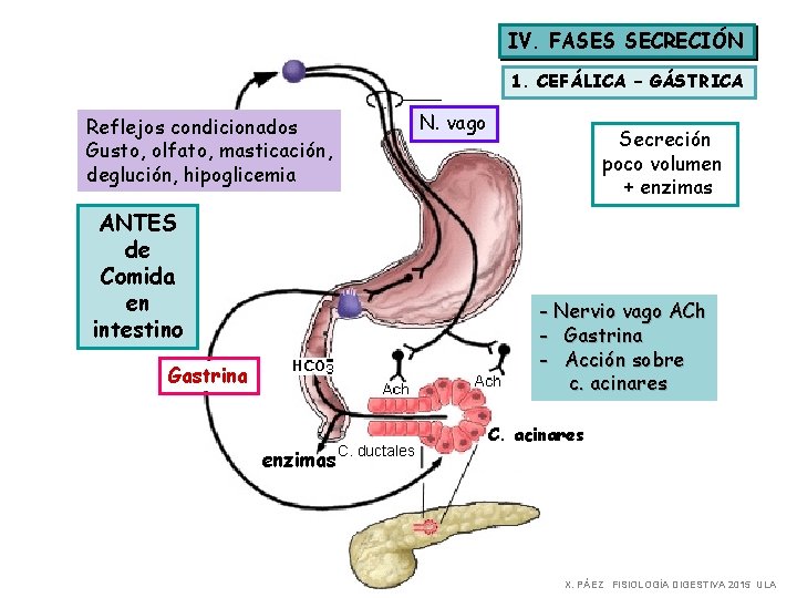 IV. FASES SECRECIÓN 1. CEFÁLICA – GÁSTRICA N. vago Reflejos condicionados Gusto, olfato, masticación,