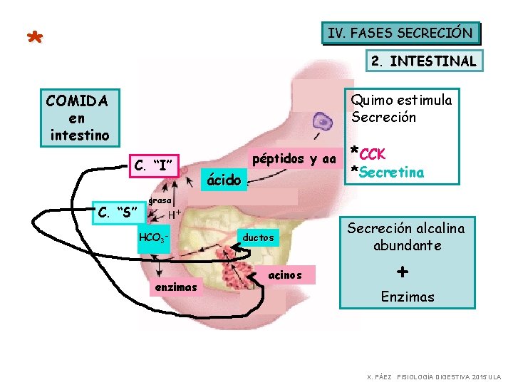 * IV. FASES SECRECIÓN 2. INTESTINAL Quimo estimula Secreción COMIDA en intestino C. “I”