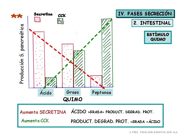 IV. FASES SECRECIÓN CCK 2. INTESTINAL Producción S. pancreática ** Secretina ESTÍMULO QUIMO Ácido