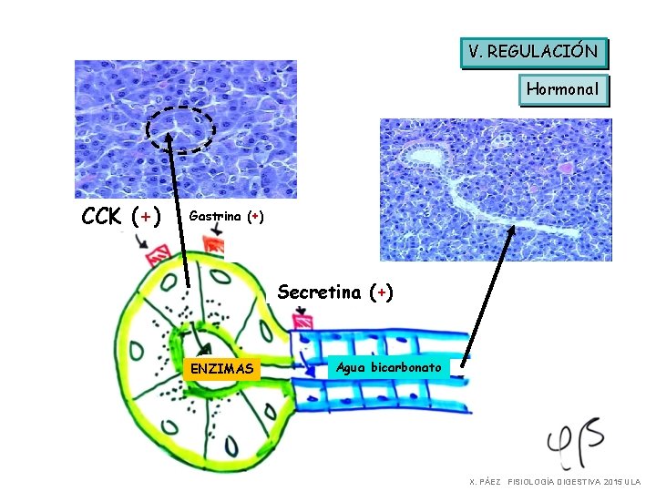 V. REGULACIÓN Hormonal CCK (+) Gastrina (+) Secretina (+) ENZIMAS Agua bicarbonato X. PÁEZ