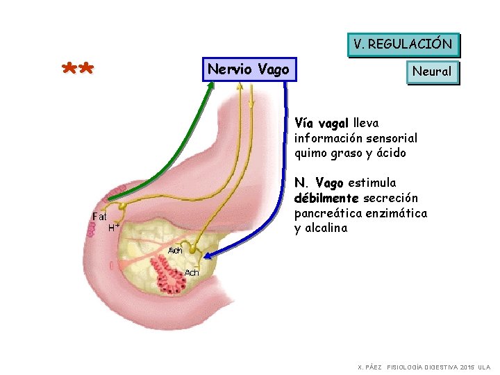 ** V. REGULACIÓN Nervio Vago Neural Vía vagal lleva información sensorial quimo graso y