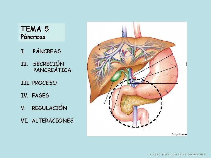 TEMA 5 Páncreas I. PÁNCREAS II. SECRECIÓN PANCREÁTICA III. PROCESO IV. FASES V. REGULACIÓN