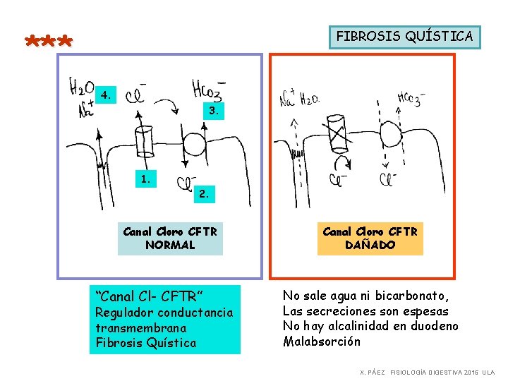 *** FIBROSIS QUÍSTICA 4. 3. 1. 2. Canal Cloro CFTR NORMAL “Canal Cl- CFTR”