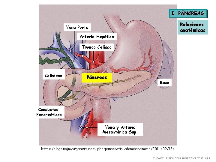 I. PÁNCREAS Relaciones anatómicas Vena Porta Arteria Hepática Tronco Celíaco Colédoco Páncreas Bazo Conductos