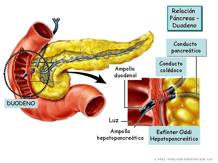 Relación Páncreas Duodeno Conducto pancreático Ampolla duodenal Conducto colédoco DUODENO Luz Ampolla hepatopancreática Esfínter
