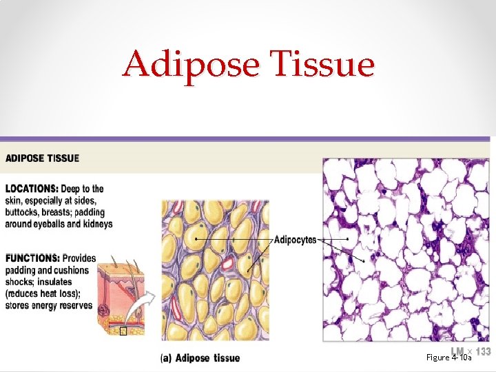 Adipose Tissue Figure 4– 10 a 