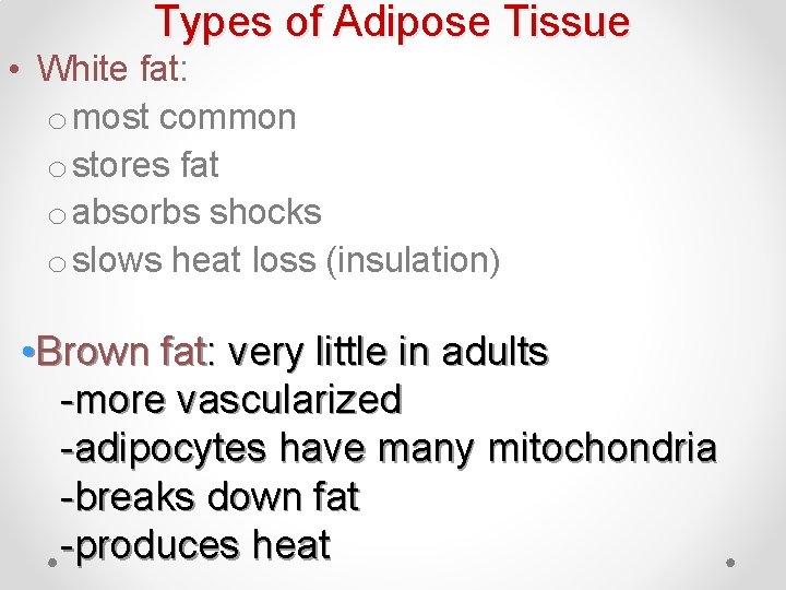 Types of Adipose Tissue • White fat: o most common o stores fat o