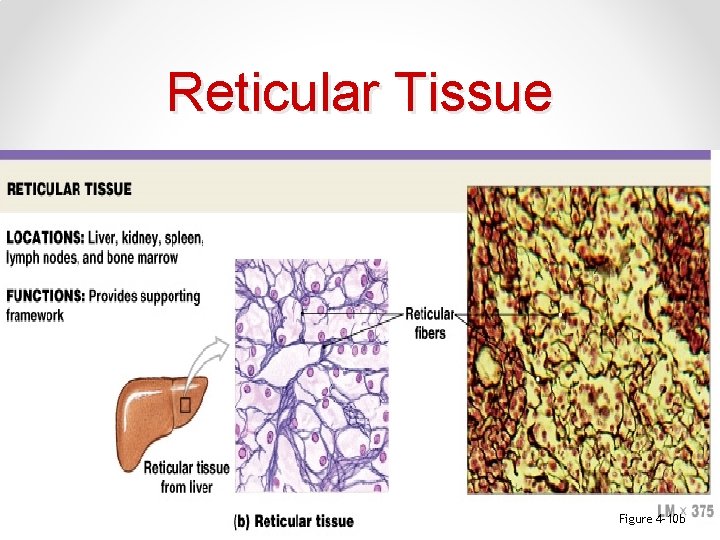 Reticular Tissue Figure 4– 10 b 